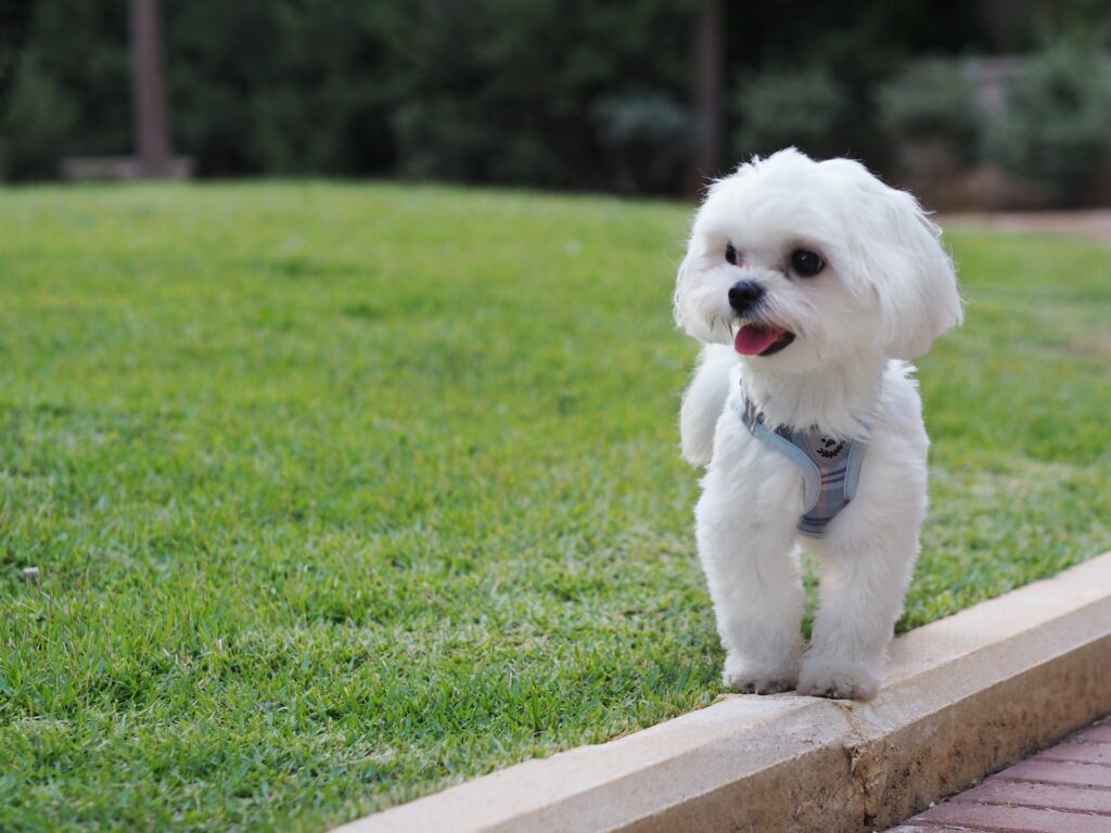 털빠짐이 적은 견종 TOP5 3